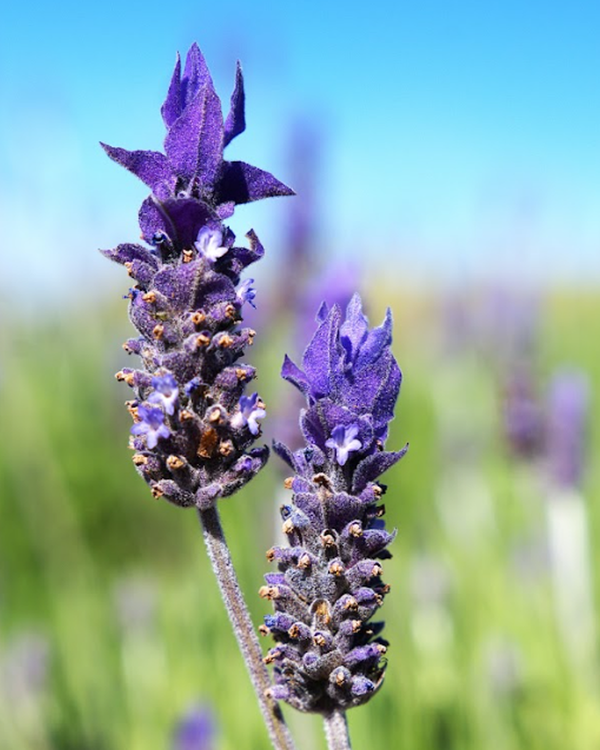 Galeria-i
